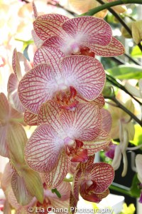 Moth Orchid Phalaenopsis Photo by Lia Chang